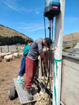 Ave and Dan in the sheep yard